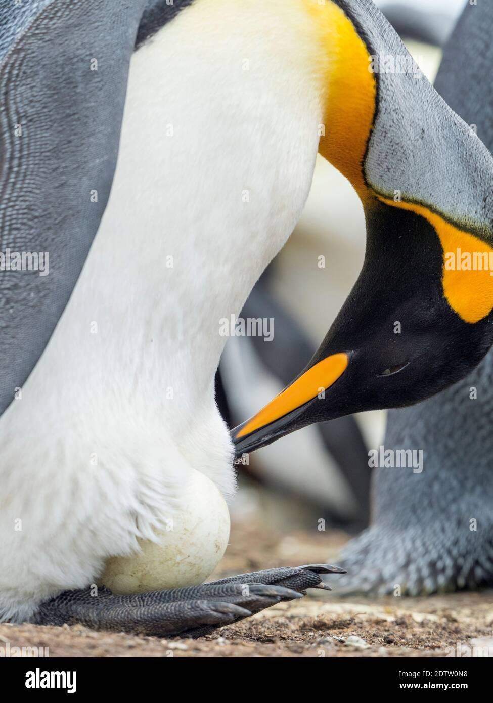 Œuf incubé par un adulte tout en se équilibrant sur les pieds. Penguin royal (Aptenodytes patagonicus) sur les îles Falkland dans l'Atlantique Sud. Amérique du Sud Banque D'Images