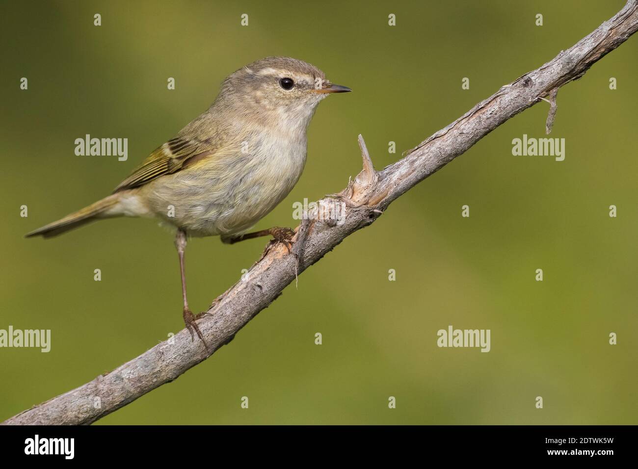 Bladkoning Humes, Hume's Warbler Phylloscopus humei feuilles, Banque D'Images