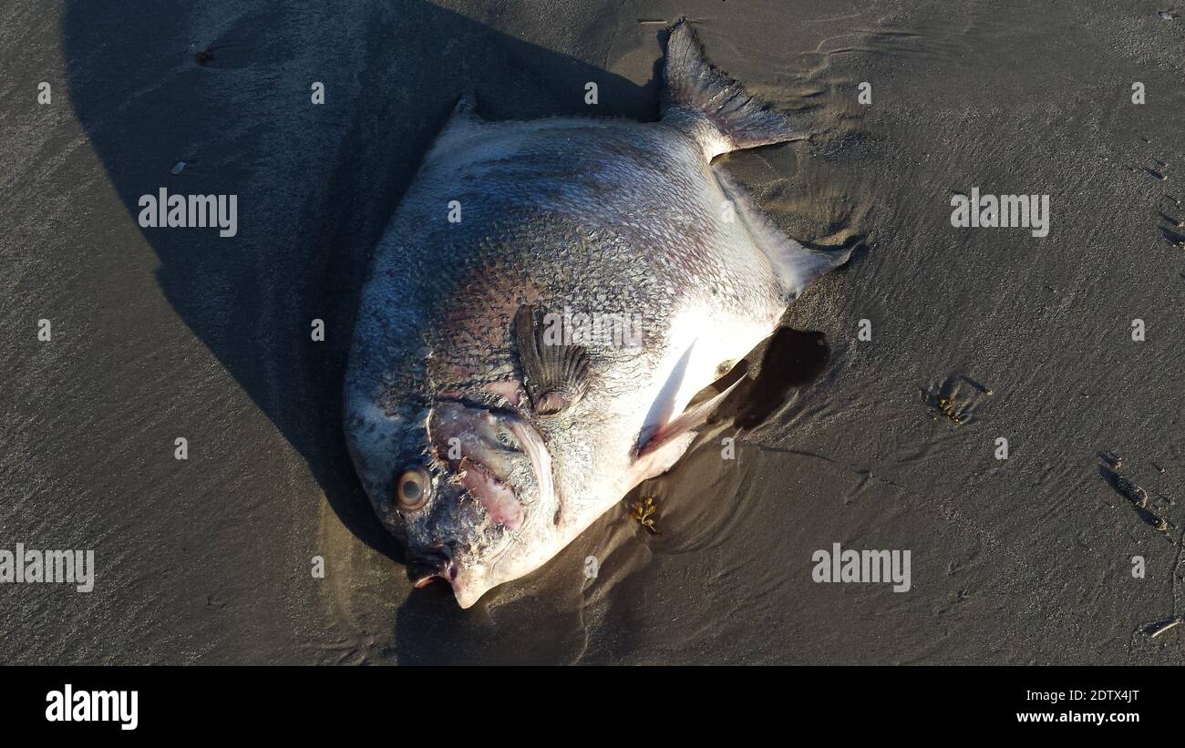 Un poisson mort sur une plage du golfe du Mexique, Texas, concept de pollution, écologie, environnementalisme, marée rouge, conservation Banque D'Images