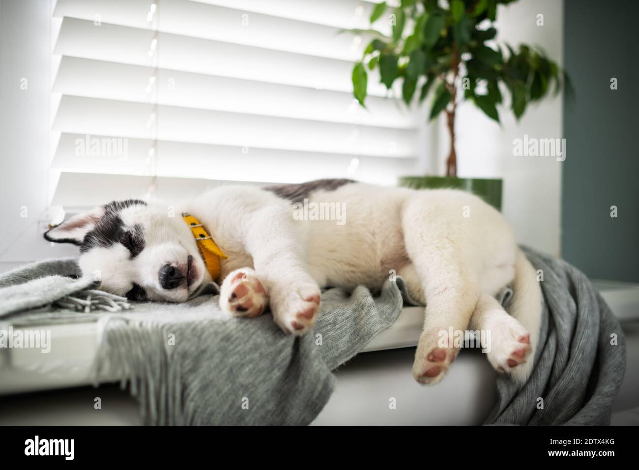 Un petit chien blanc chiot race husky sibérien avec de beaux yeux bleus dormir sur le tapis gris. Photographie de chiens et d'animaux de compagnie Banque D'Images