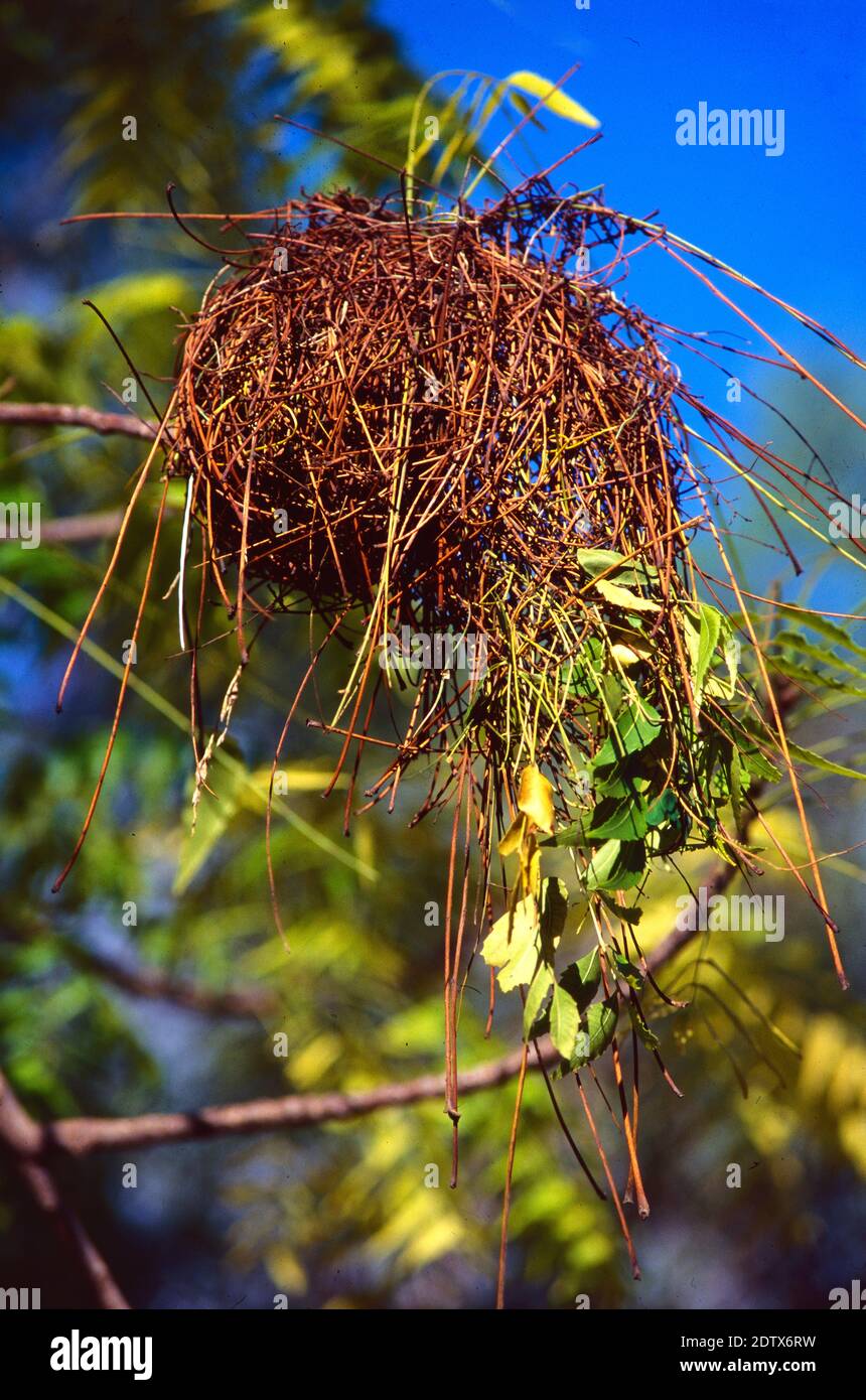 Nest élaboré de l'oiseau de Weaver de Sakalava, Ploceus sakalava, alias Sakalava Fody le Nest d'oiseau de Madagascar Banque D'Images