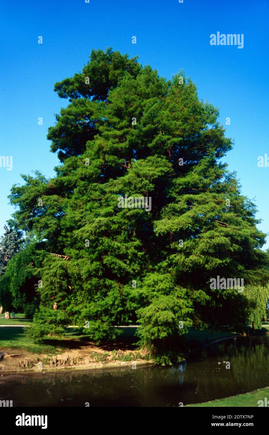 Arbre de pagode japonais, Styphnolobium japonicum, ou arbre de Scholar chinois ou arbre de pagode, Sophora japonica Banque D'Images