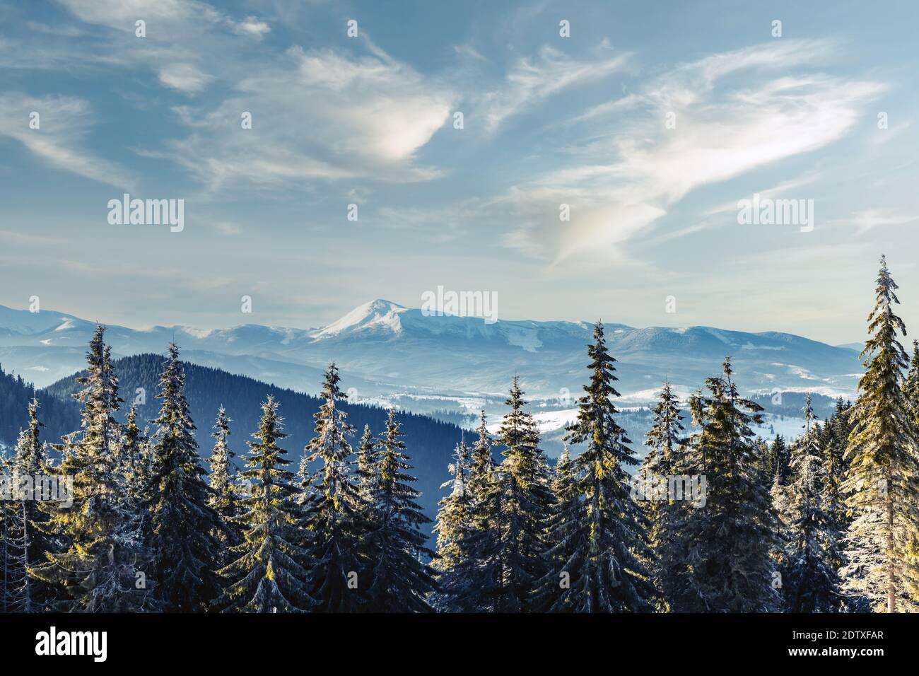 Paysage d'hiver fantastique avec des arbres enneigés. Carpates, l'Ukraine, l'Europe. Concept de vacances de Noël Banque D'Images