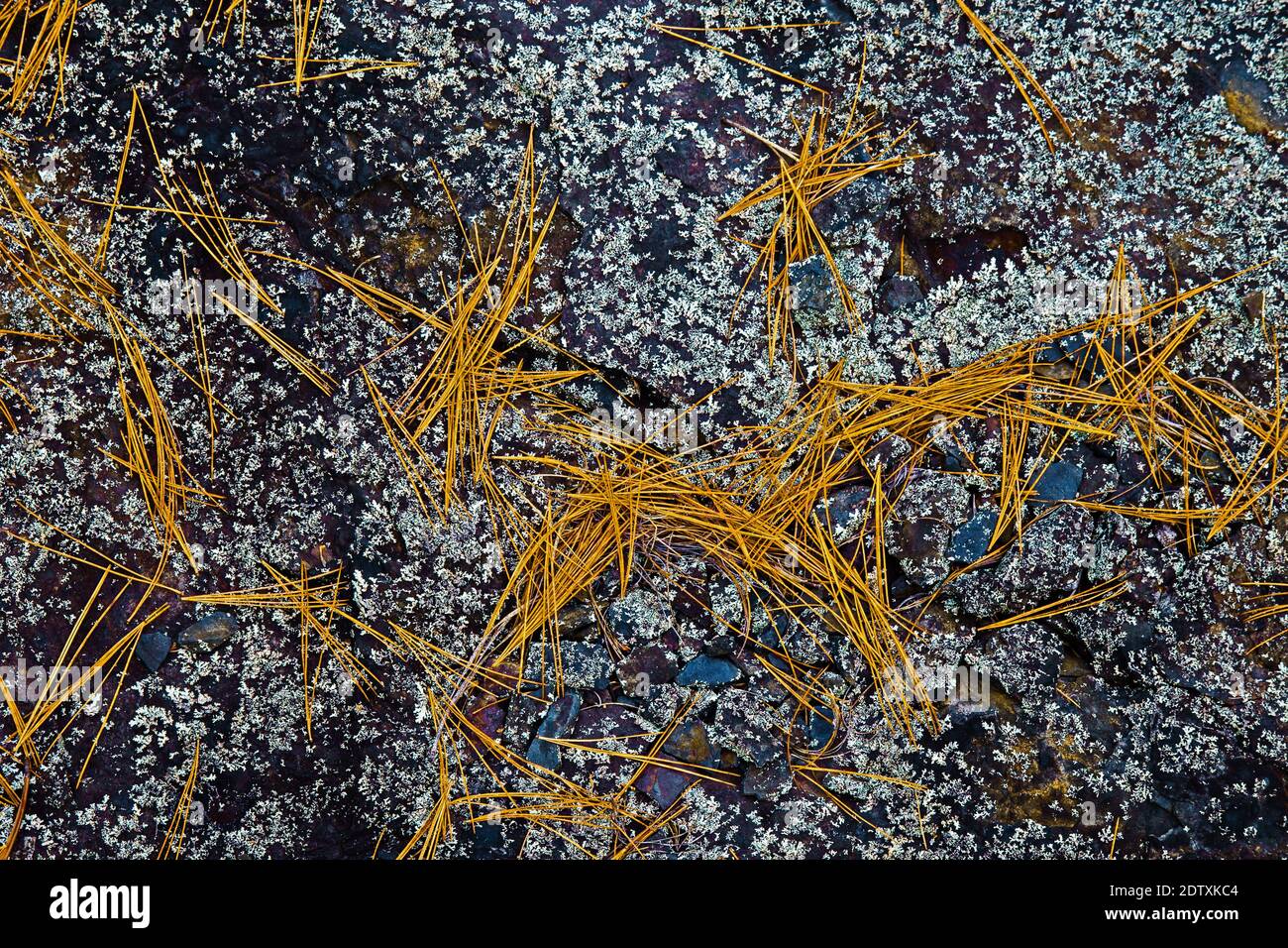 Aiguilles de pin de pitch déchue sur le rocher de schiste encurré de lichen, Pocono Mountains, Pennsylvanie Banque D'Images