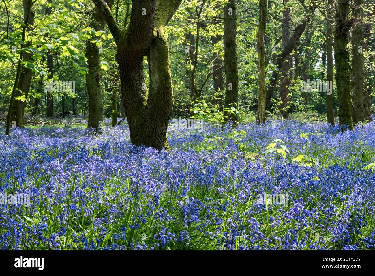 English Bluebells in Big Wood, Arley Hall Estate, Arley, Cheshire, Angleterre, Royaume-Uni Banque D'Images