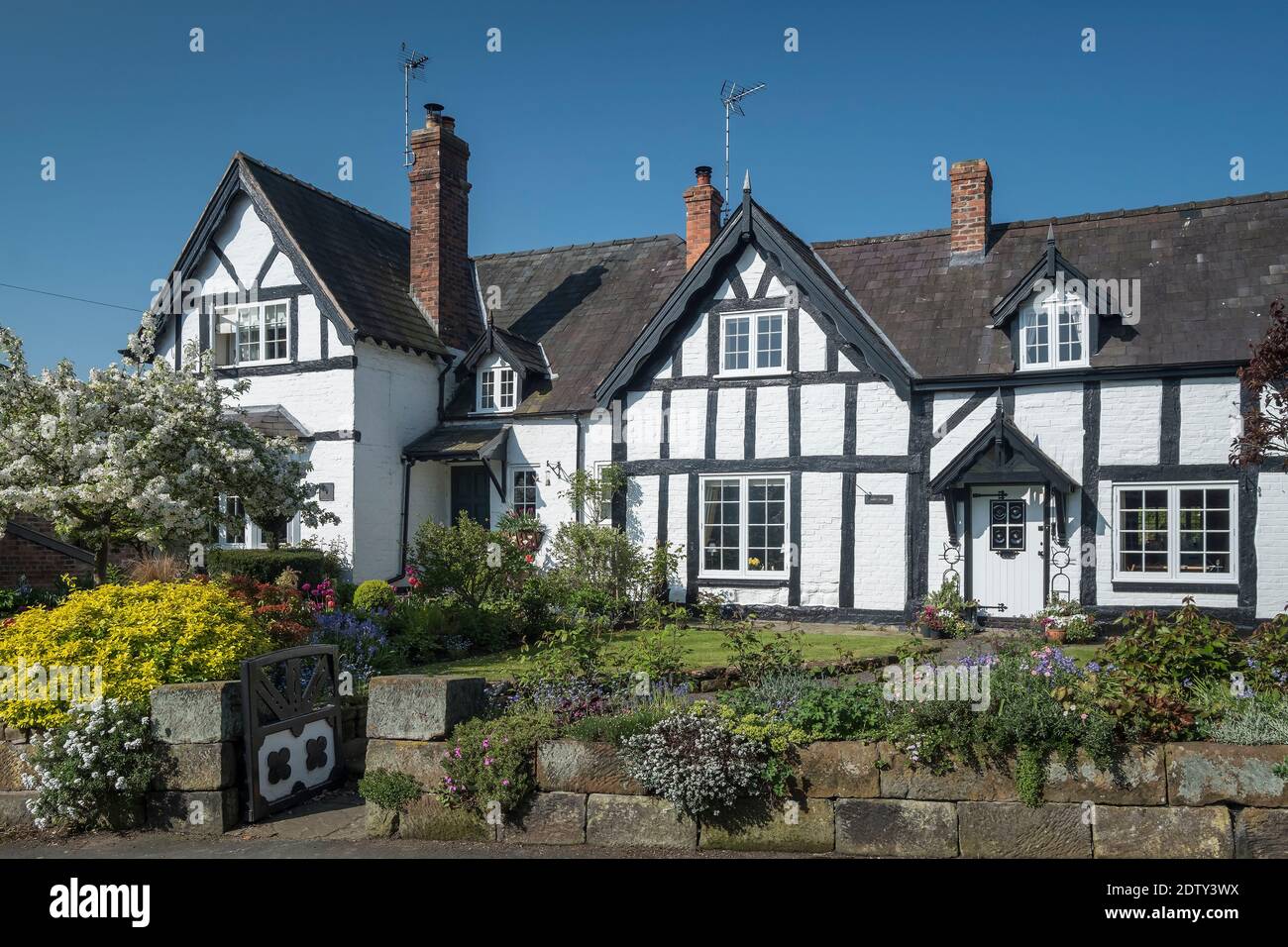 Tudor Cottage au printemps, Church Bank, Tattenhall, Cheshire, Angleterre, Royaume-Uni Banque D'Images
