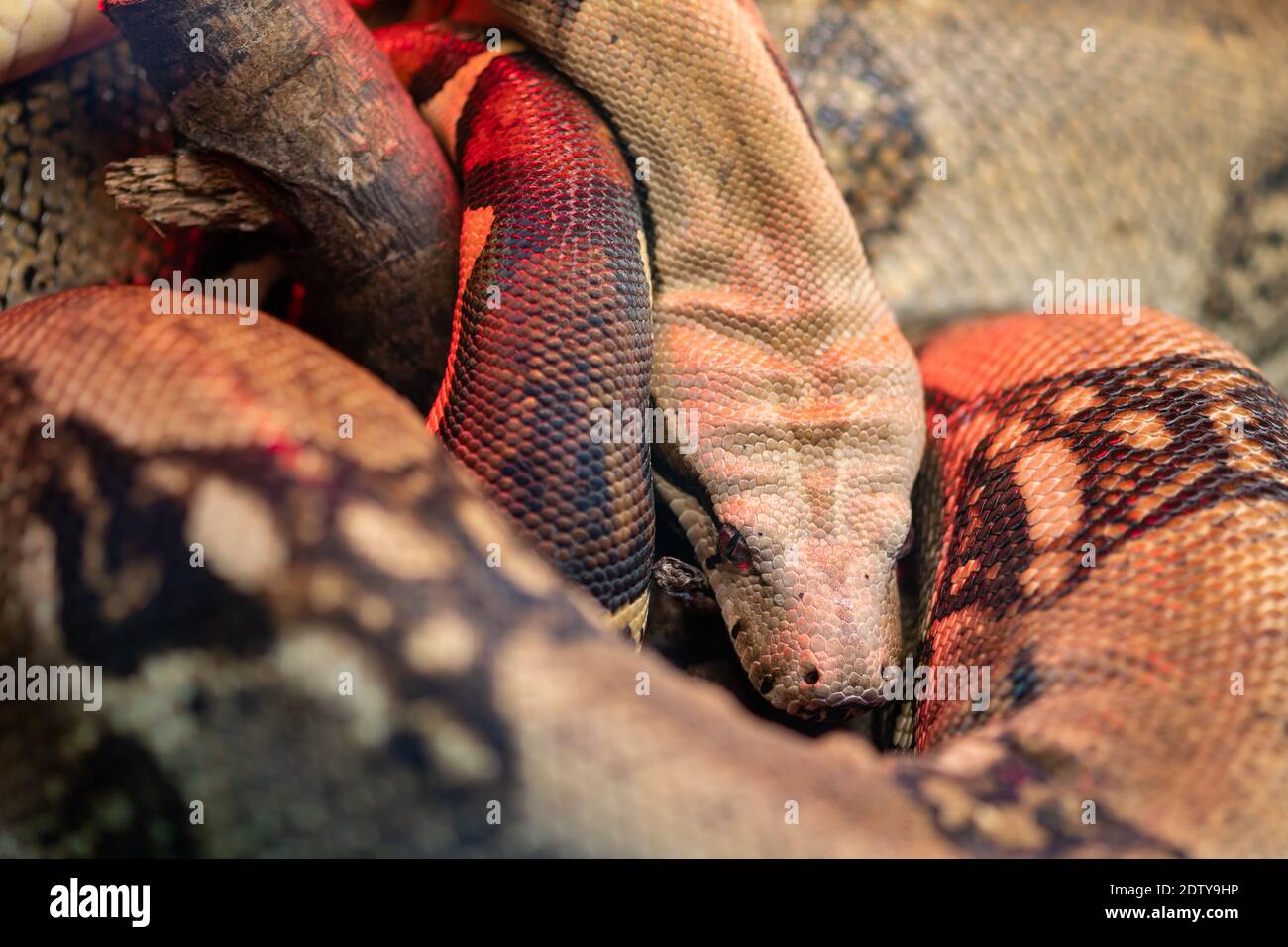 Gros plan d'un boa constricteur dormant Banque D'Images