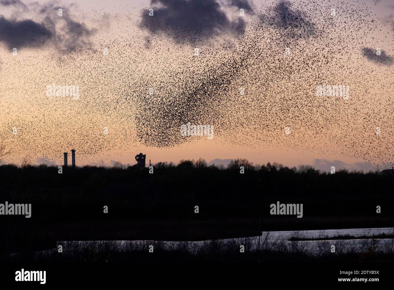 Murmuration de Starlings sur les flashs de Neumann au coucher du soleil, près de Northwich, Cheshire, Angleterre, Royaume-Uni Banque D'Images