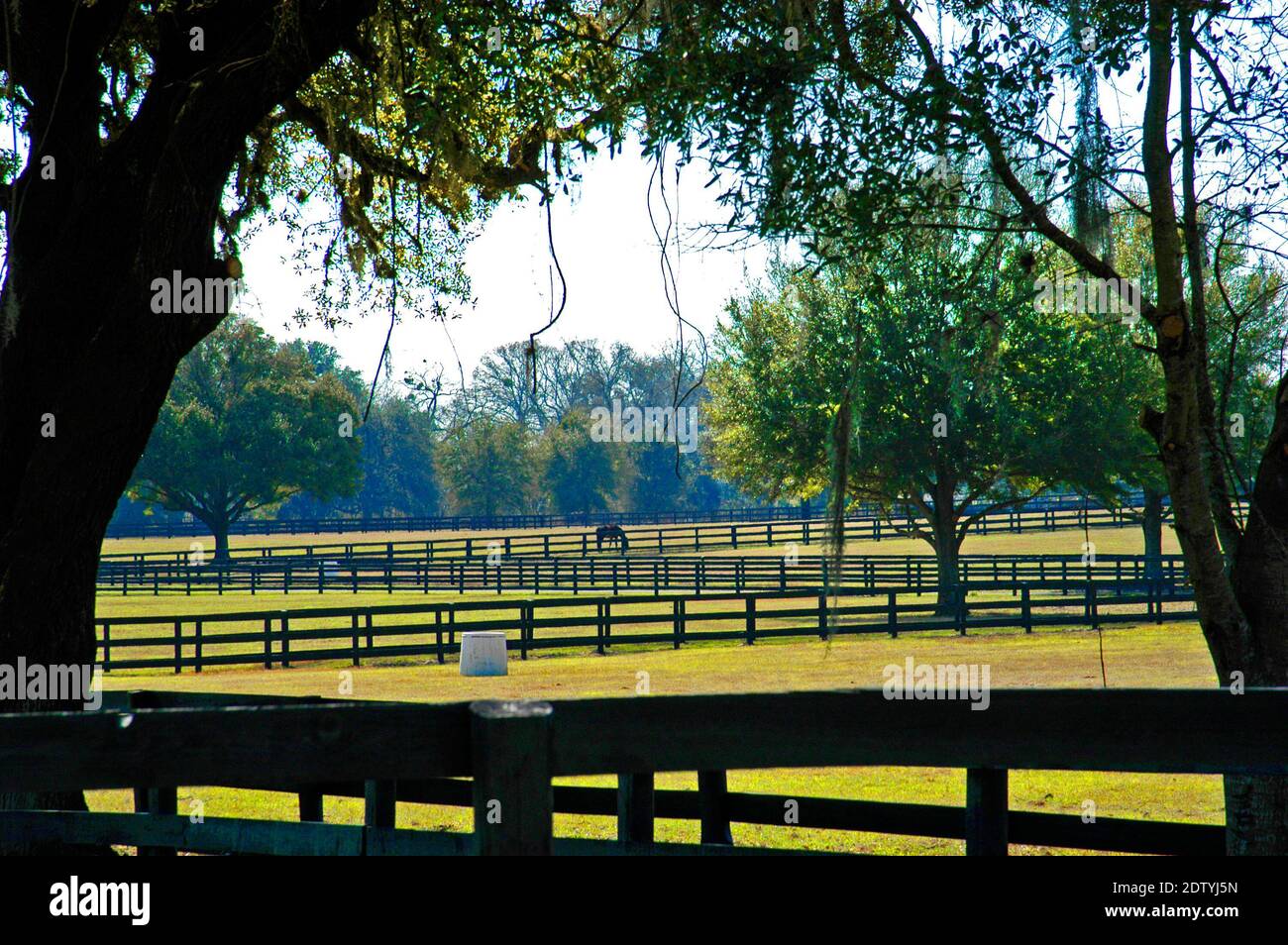 INDIAN Hills Racing Horse Farm Ocalla Florida Banque D'Images
