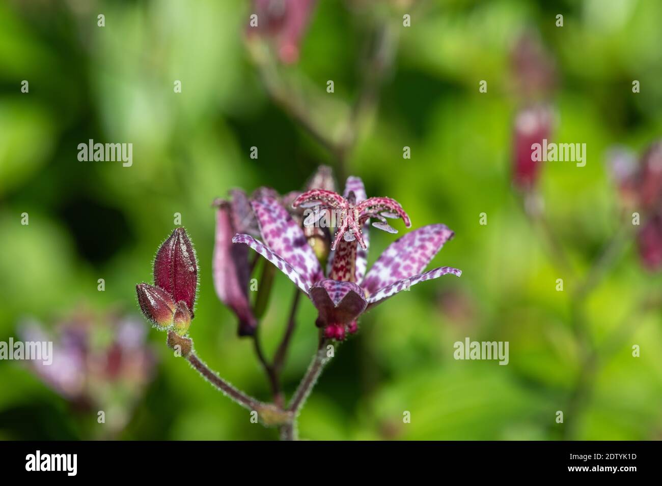 Gros plan des fleurs de lys (tricyrtis hirta) en fleur Banque D'Images