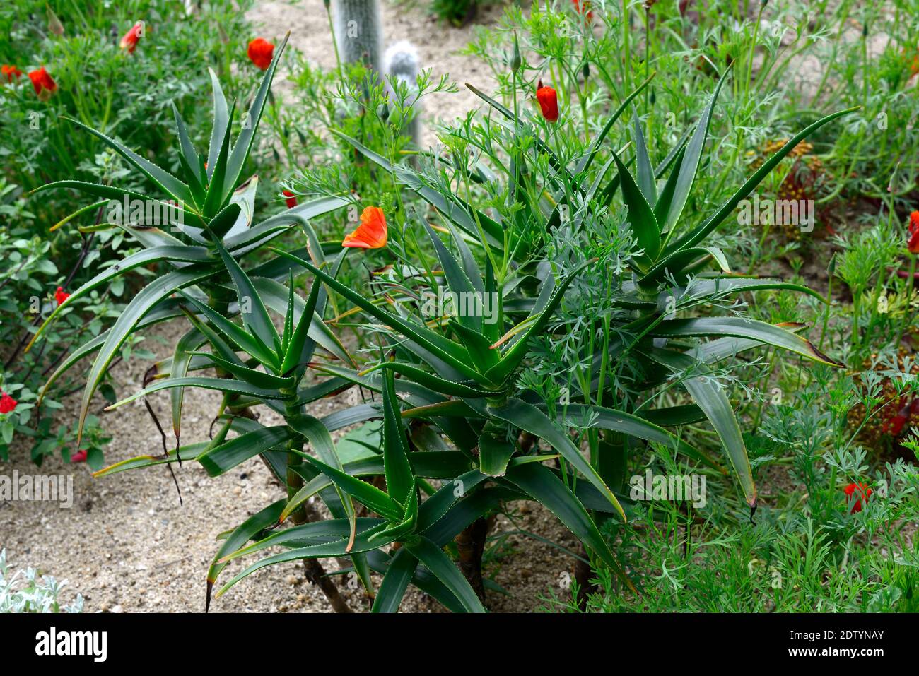 Aloès,Cleistocactus sausii,Eschscholzia californica,pavot californien,torche argentée, torche laolique,cactus,catci,succulent,succulents,fleurs d'orange, Banque D'Images