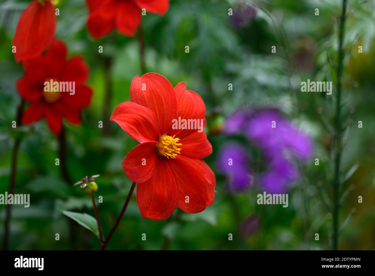 Dahlia,dahlia unique,fleur rouge,fleurs rouges,dahlias rouge,lunaria annua Chedglow,honnêteté,fleurs violettes,fleur pourpre,floraison,rouge pourpre combinaison de fleurs Banque D'Images