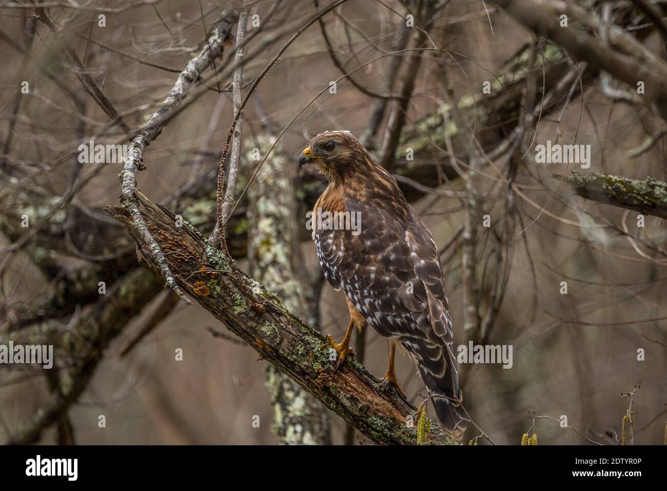 Un faucon de cooper adulte perché sur une branche d'arbre en décomposition au fond de la forêt, à la recherche de proies en fin d'hiver Banque D'Images