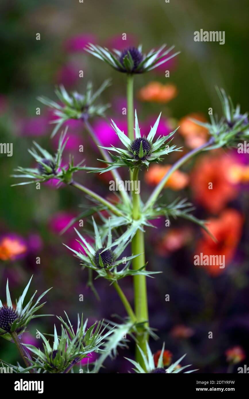 Eryngium guatemalense,fleurs,fleurs,à bordure mixte,chardon ornement,jardins,RM Floral Banque D'Images