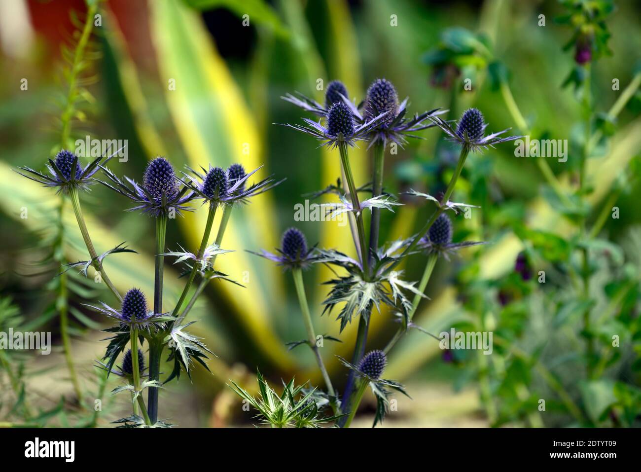 Eryngium X Zabelii Big Blue,Sea Holly,Blue flowers,Blue flower,border,agave americana mediopicta,Century Plante,schéma de plantation mixte,RM Flor Banque D'Images