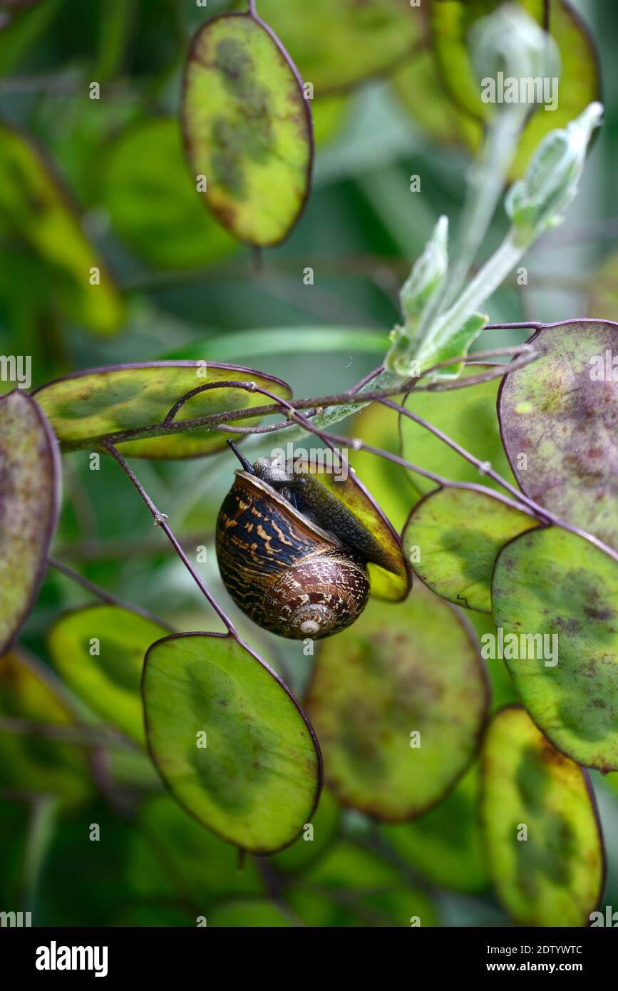 lunaria annua,honnêteté,têtes de semis,graines,graines de graines,graines de graines,graines de graines,tête de graines,escargot,escargots,fixer,attaché,attaché,caché,cacher,jardin faune,jardins,sn Banque D'Images