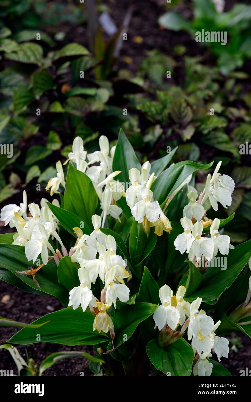 Roscoea Harvington soie brute,Hume roscoea Harvington soie crème,fleurs,fleurs orchidée voyantes fleurs,Fleurs,RM Banque D'Images