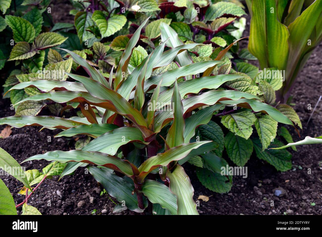 Roscoea purpurea épice île, feuilles, feuillage, belle plante foliaire, RM Floral Banque D'Images