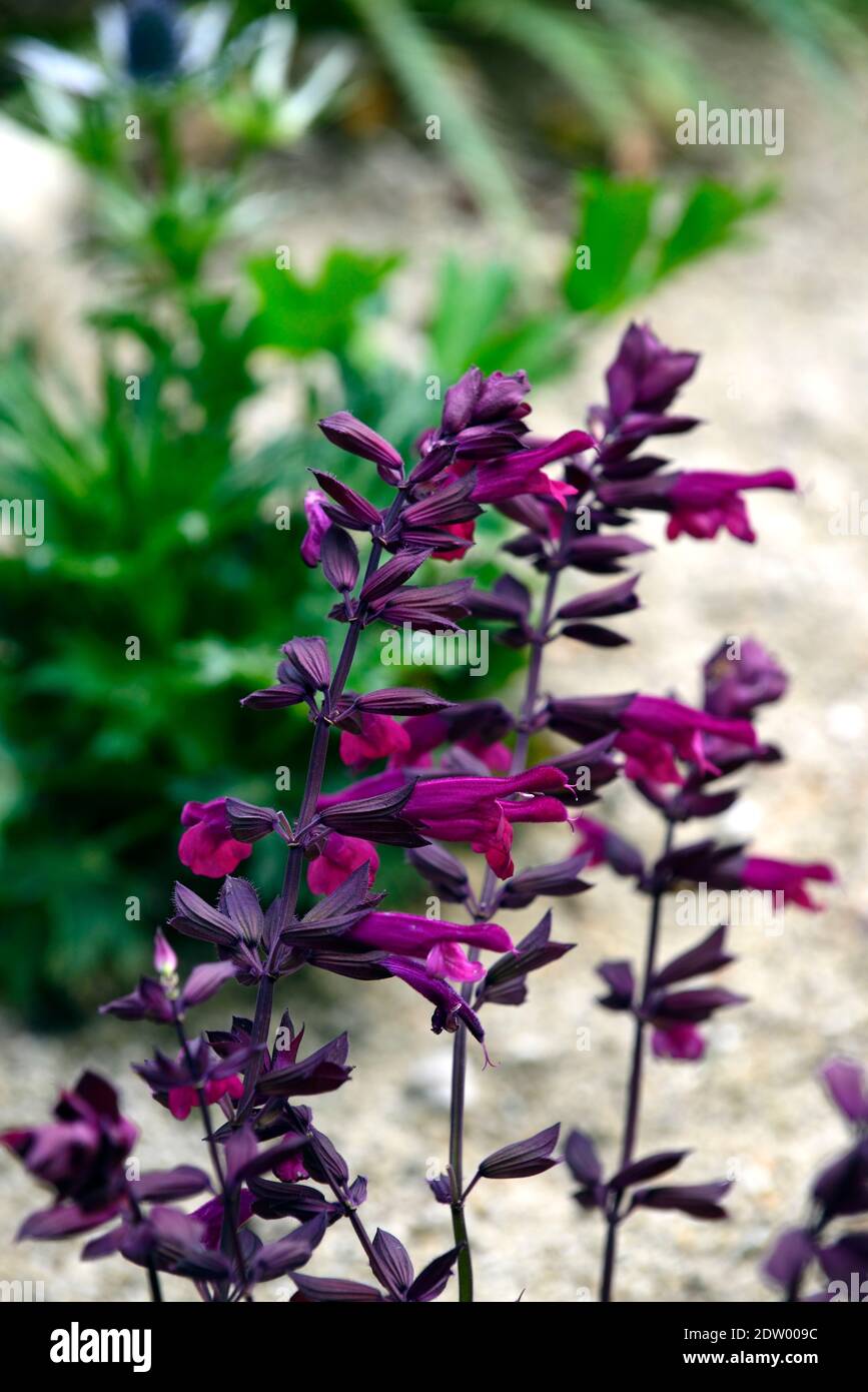 Salvia amour et souhaits,salvias,fleurs de salvia,fleurs de pourpre rose,floraison,RM Floral Banque D'Images