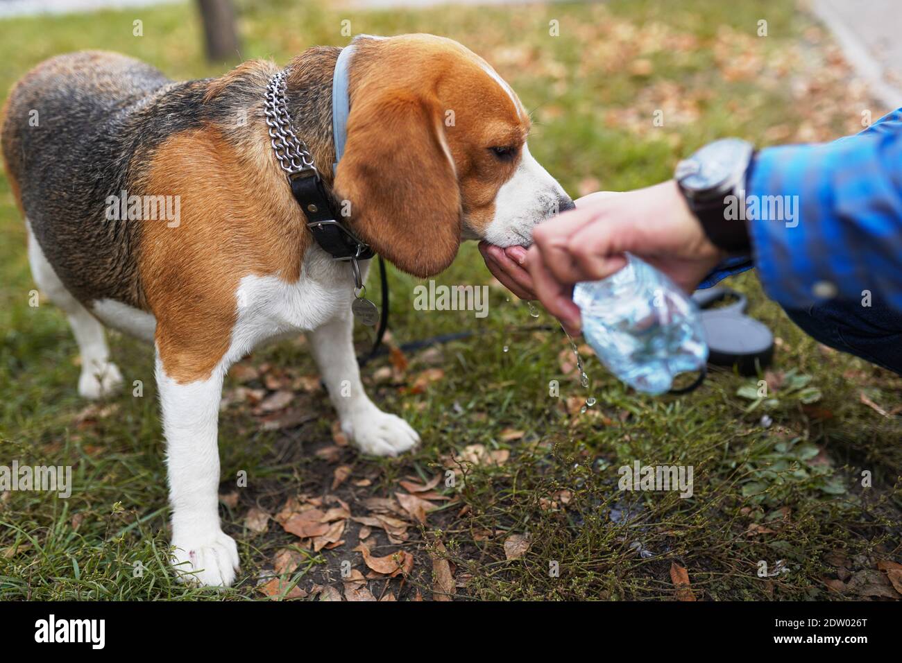 Le propriétaire a donné aux chiens Beagle l'eau de la bouteille à boisson Banque D'Images