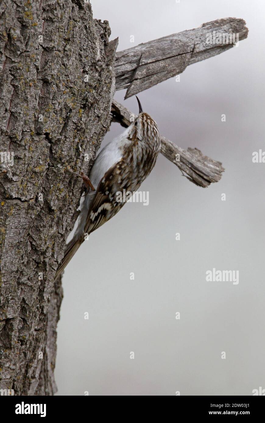 Treecreeper eurasien (Certhia flamiliaris persica) adulte sur le tronc d'arbre de Géorgie Mai Banque D'Images