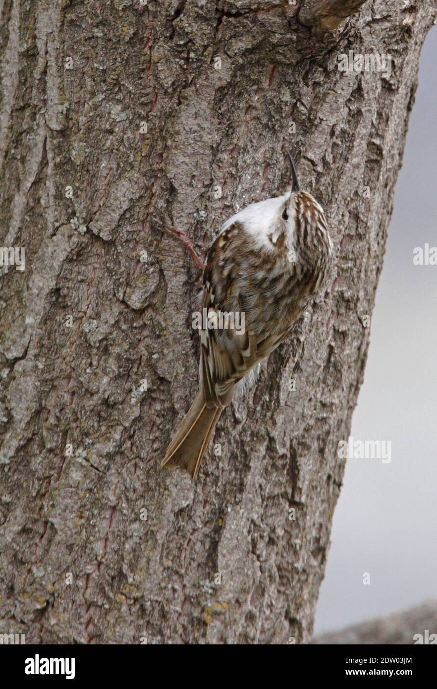 Treecreeper eurasien (Certhia flamiliaris persica) adulte sur le tronc d'arbre de Géorgie Mai Banque D'Images