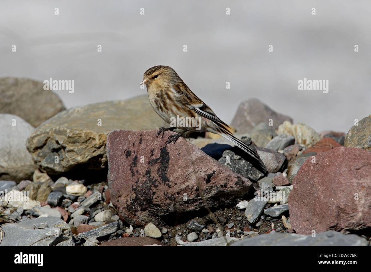 Twite (Carduelis flavirostris brevirostris) mâle perché sur la roche de Géorgie Mai Banque D'Images