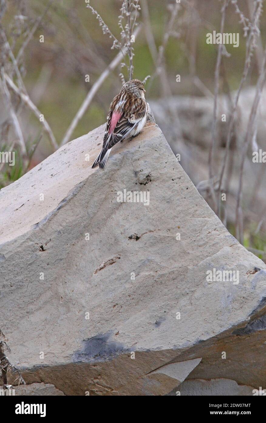 Twite (Carduelis flavirostris brevirostris) mâle perché sur la roche de Géorgie Mai Banque D'Images