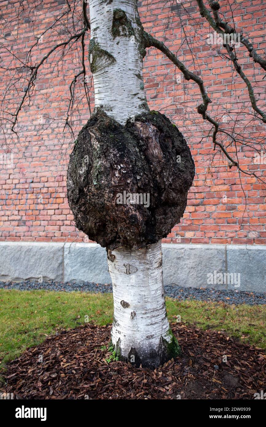 Énorme gnarl sur un bouleau à Tampere, en Finlande Banque D'Images