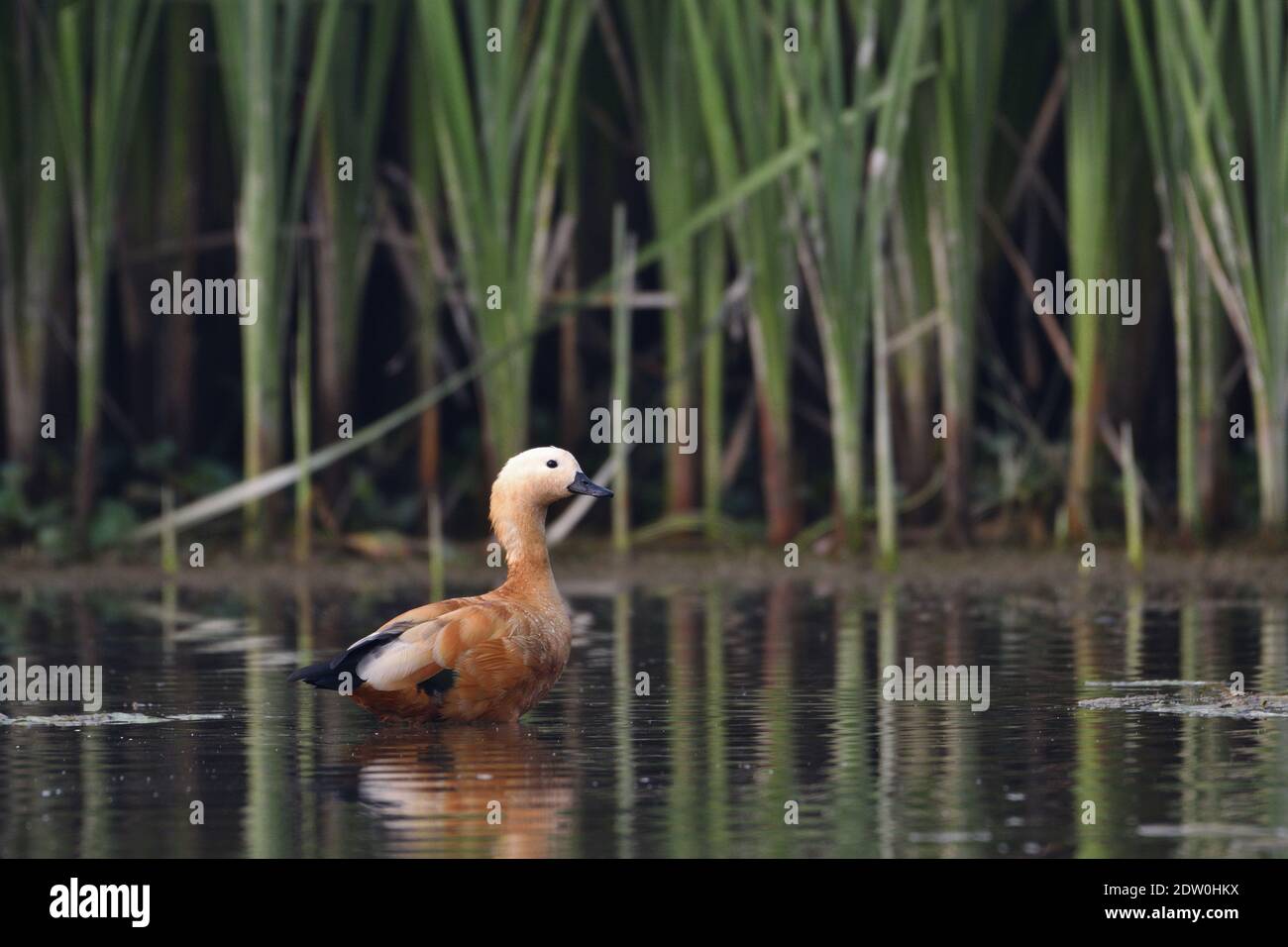Ruddy Shelduck est debout dans la zone humide Banque D'Images Ruddy Shelduck est debout dans la zone humide Banque D'Images
