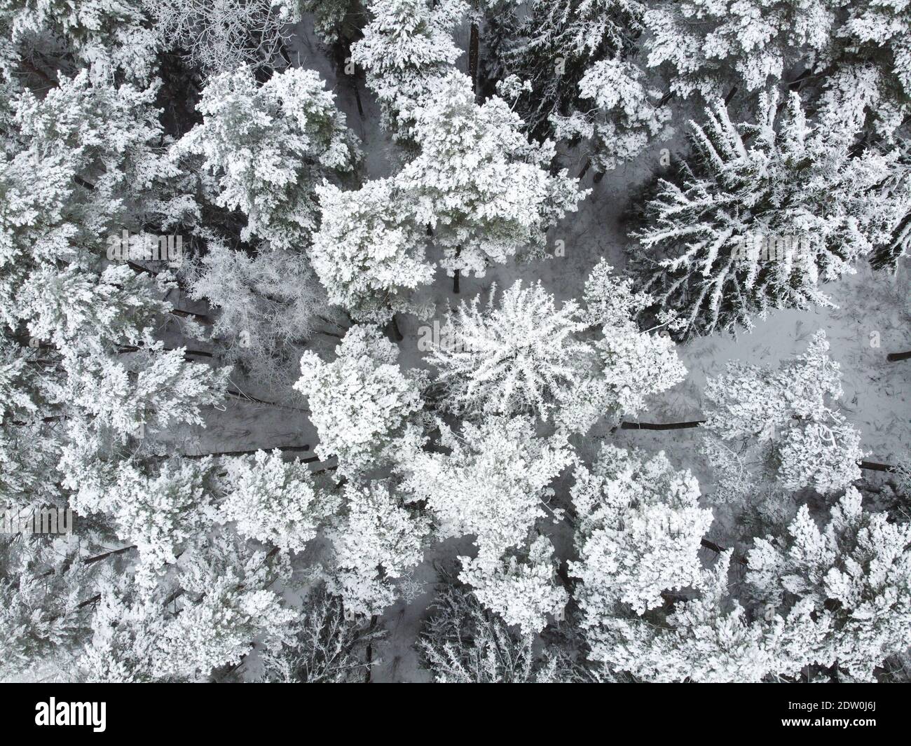 Vue aérienne de la forêt d'hiver avec des arbres enneigés. Nature hivernale, paysage aérien, arbres couverts de neige blanche, vue de dessus Banque D'Images