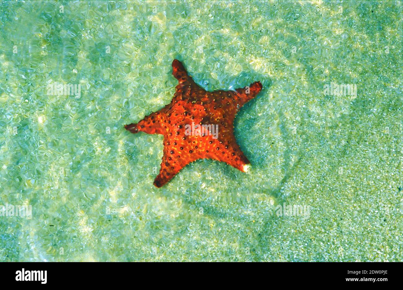 Vue sur l'étoile de mer rouge isolée (oreaster reticulatus) dans le sable de l'eau claire vert peu profonde sur la plage tropicale des caraïbes - Belize, Amérique centrale (Focus Banque D'Images