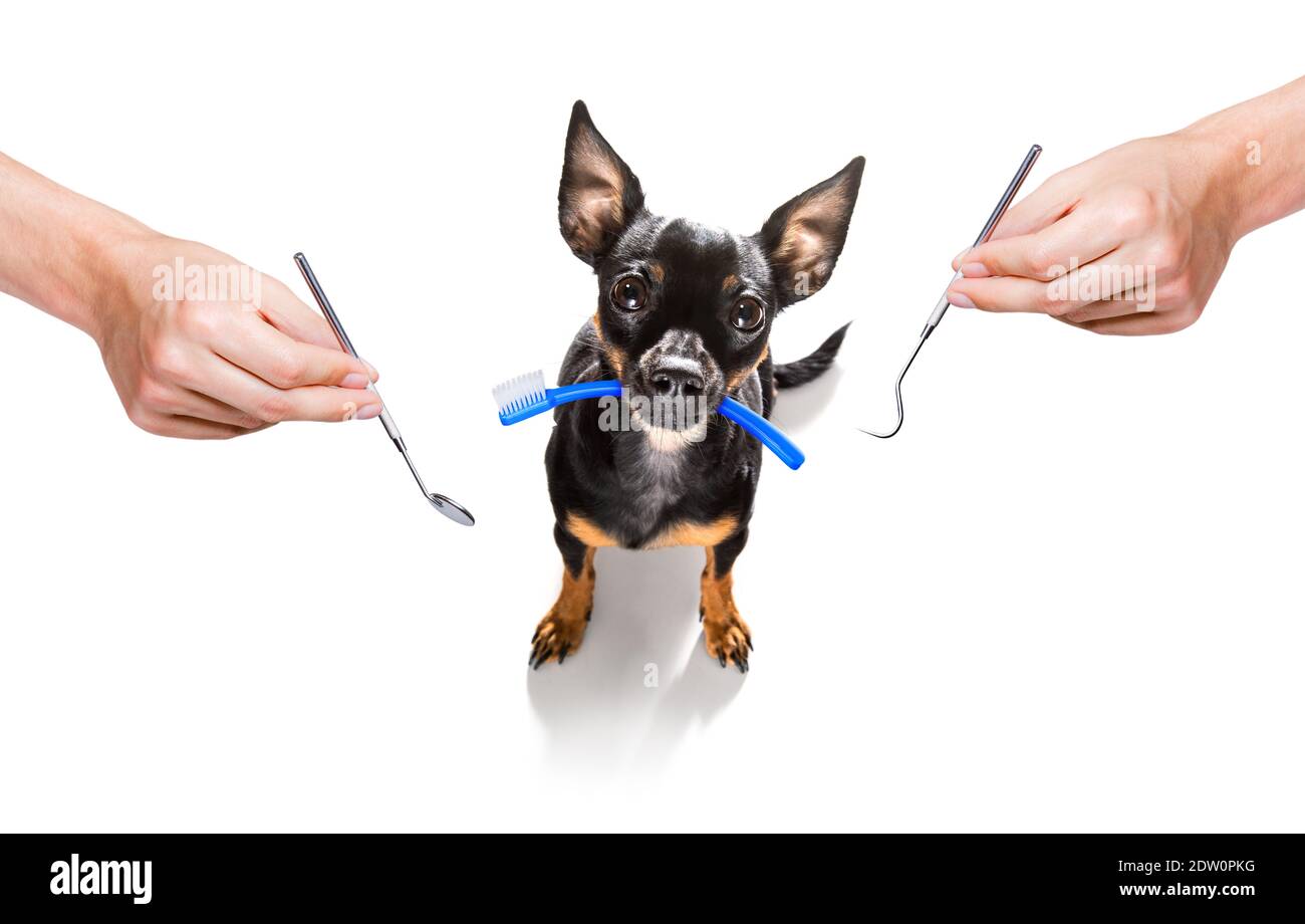 chien de prague tenant une brosse à dents avec la bouche chez le dentiste, isolé sur fond blanc Banque D'Images