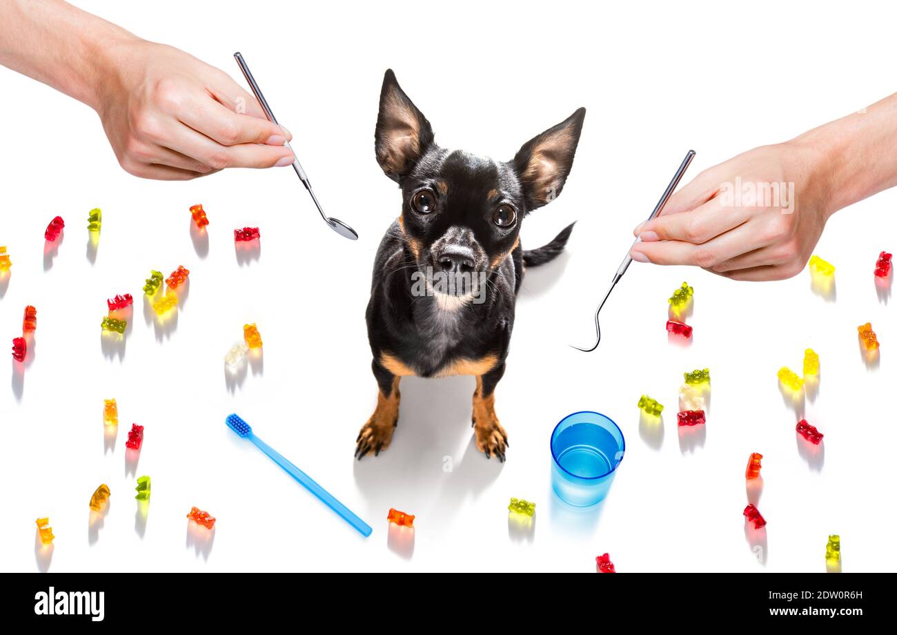 chien de prague tenant une brosse à dents avec la bouche chez le dentiste, isolé sur fond blanc Banque D'Images