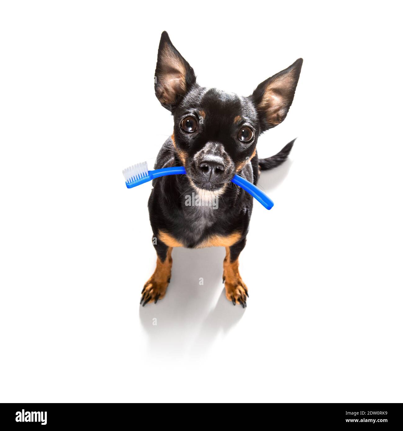 chien de prague tenant une brosse à dents avec la bouche chez le dentiste, isolé sur fond blanc Banque D'Images