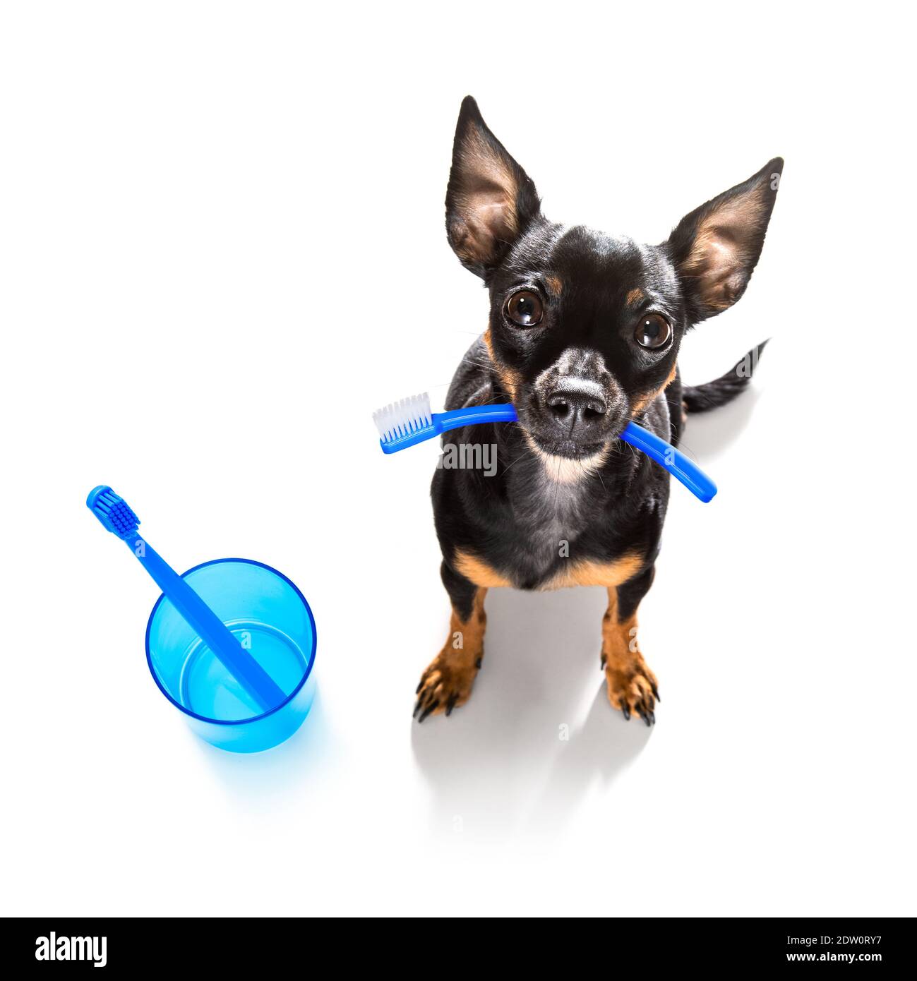 chien de prague tenant une brosse à dents avec la bouche chez le dentiste, isolé sur fond blanc Banque D'Images