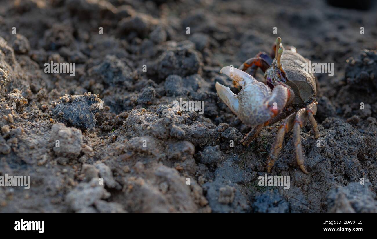 Les crabes de mer à grosses pattes dans leur habitat Banque D'Images