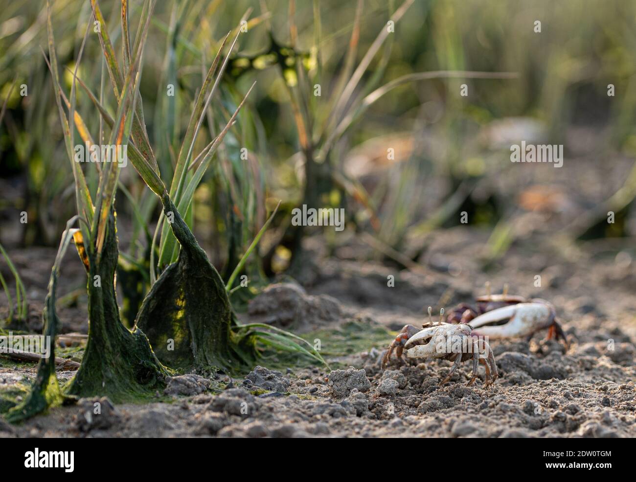 Les crabes de mer à grosses pattes dans leur habitat Banque D'Images