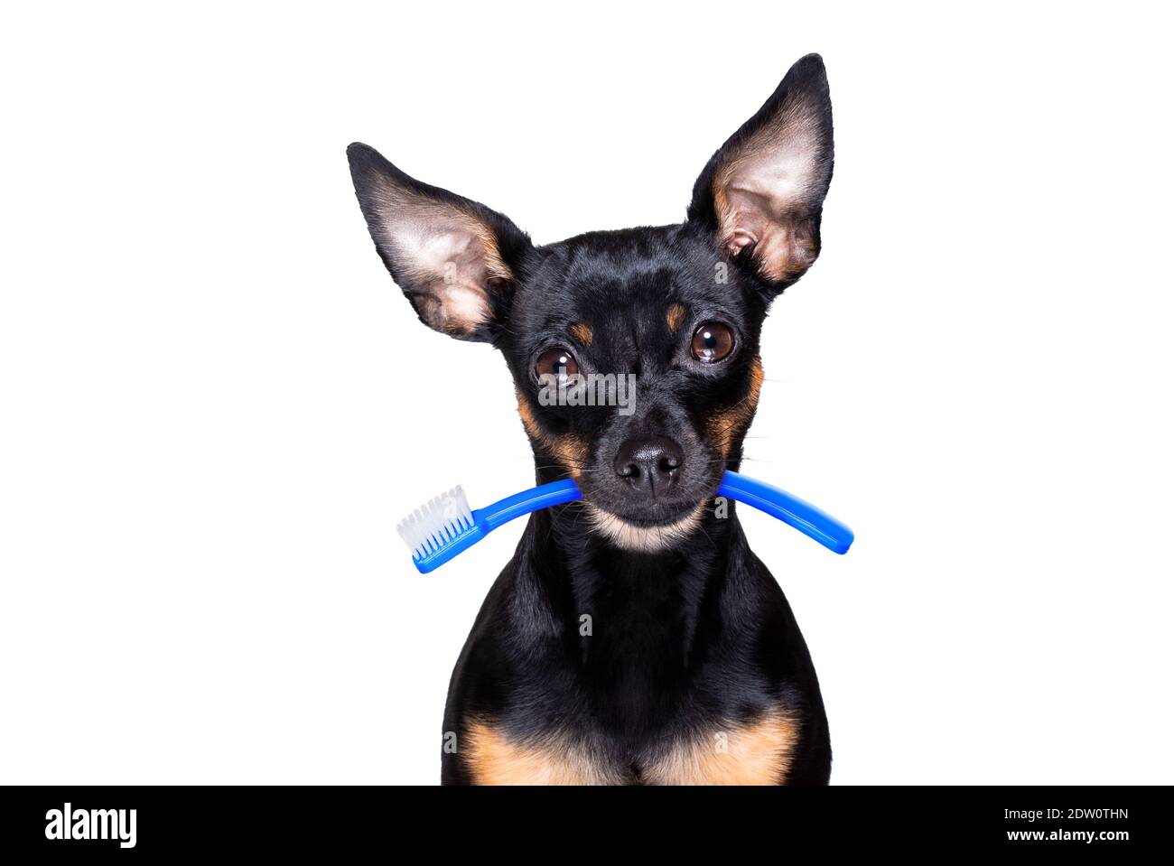 chien de prague tenant une brosse à dents avec la bouche chez le dentiste, isolé sur fond blanc Banque D'Images