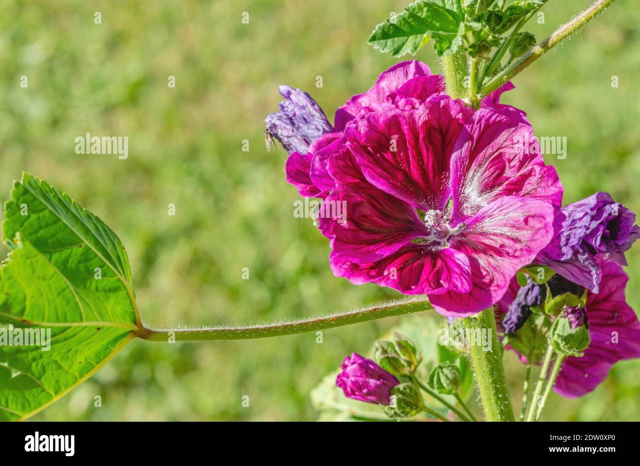 Malva sylvestris mauretania plante fleur gros plan Banque D'Images