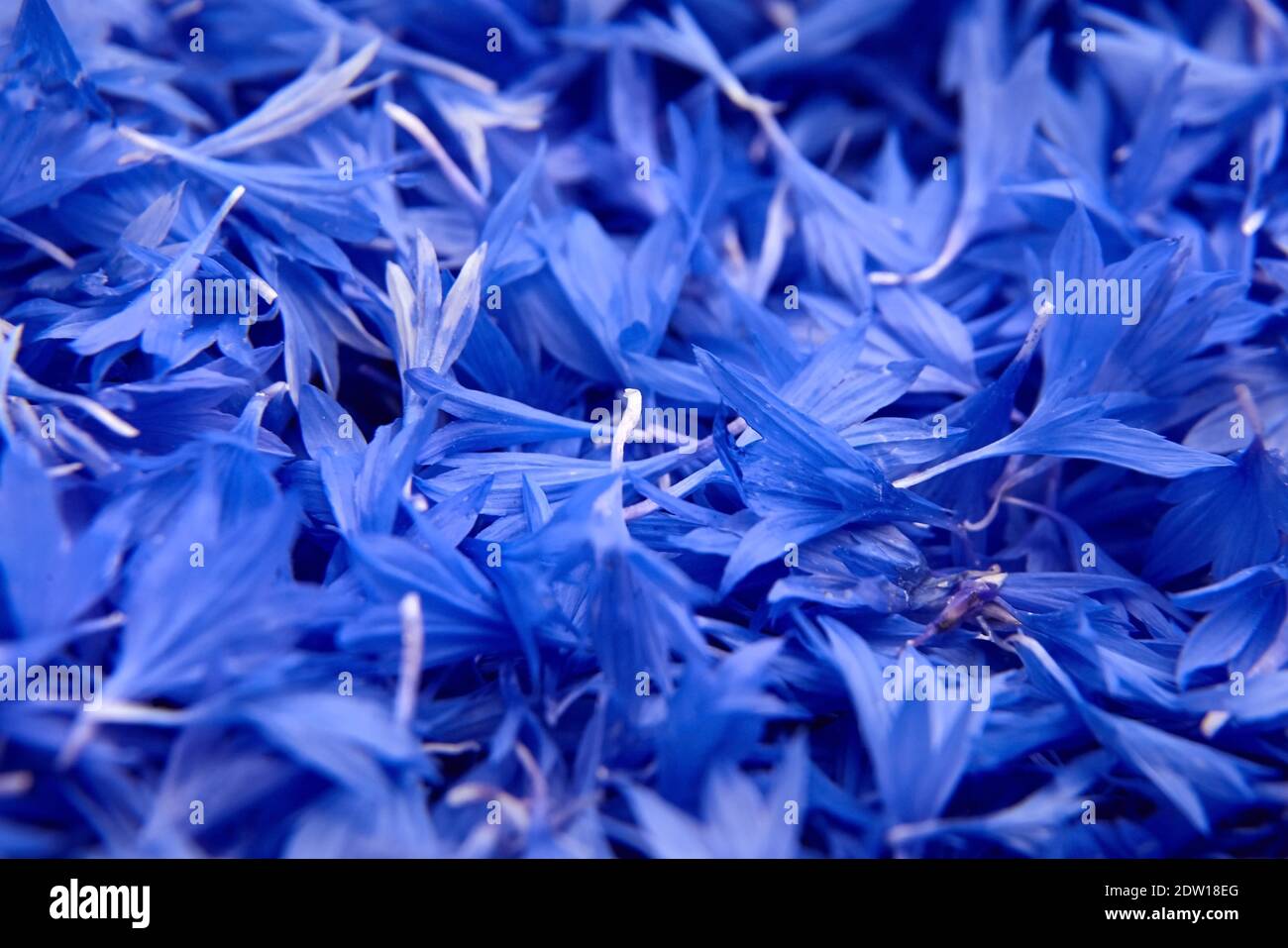 Fond floral - pétales de fleurs de maïs bleues gros plan, texture des détails de fleurs, mise au point douce Banque D'Images