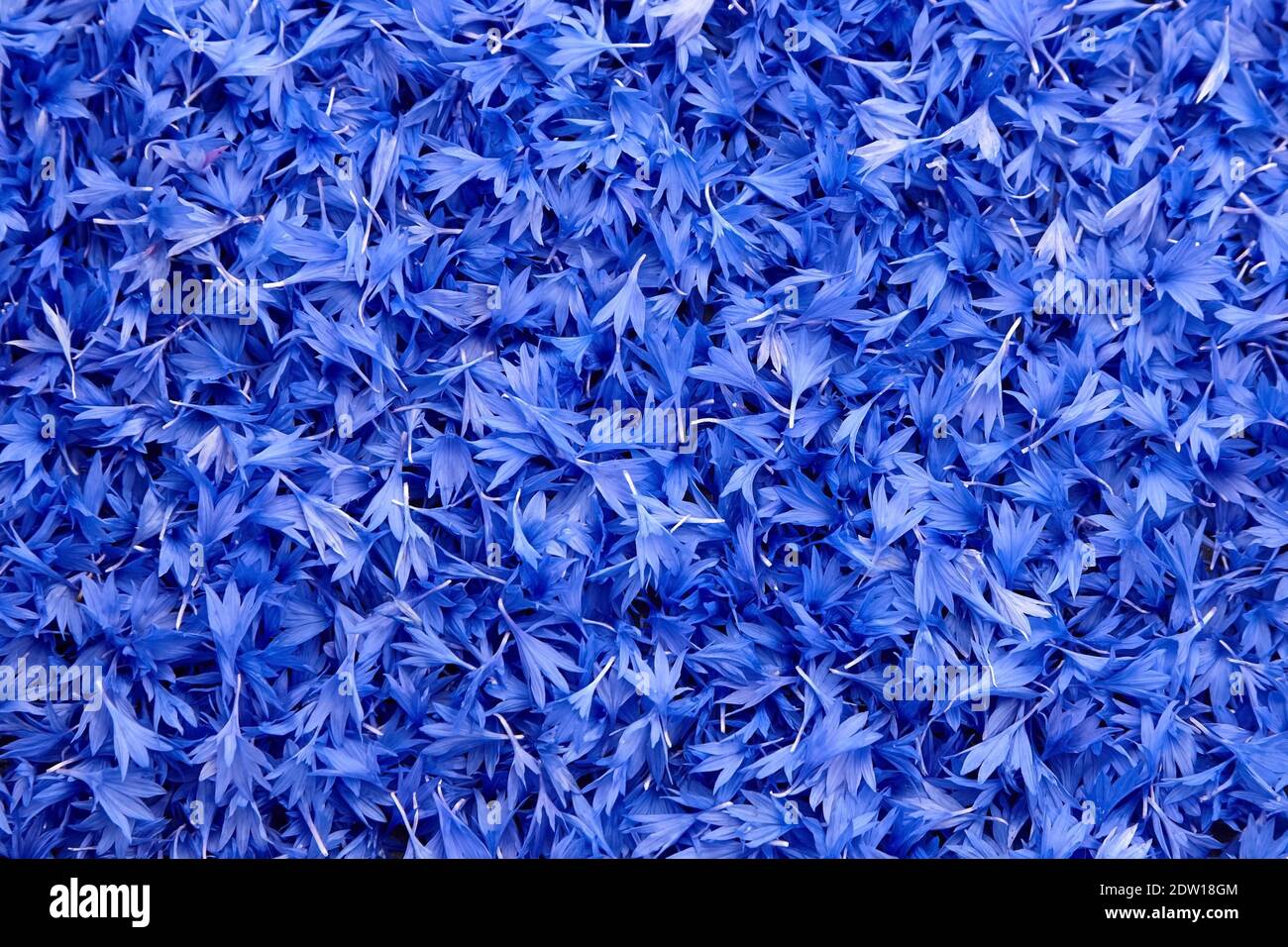 Pétales de fleur de maïs fond naturel, bleu fleurs fraîches texture vue de dessus. Fleur de maïs saine et médicinale. Banque D'Images