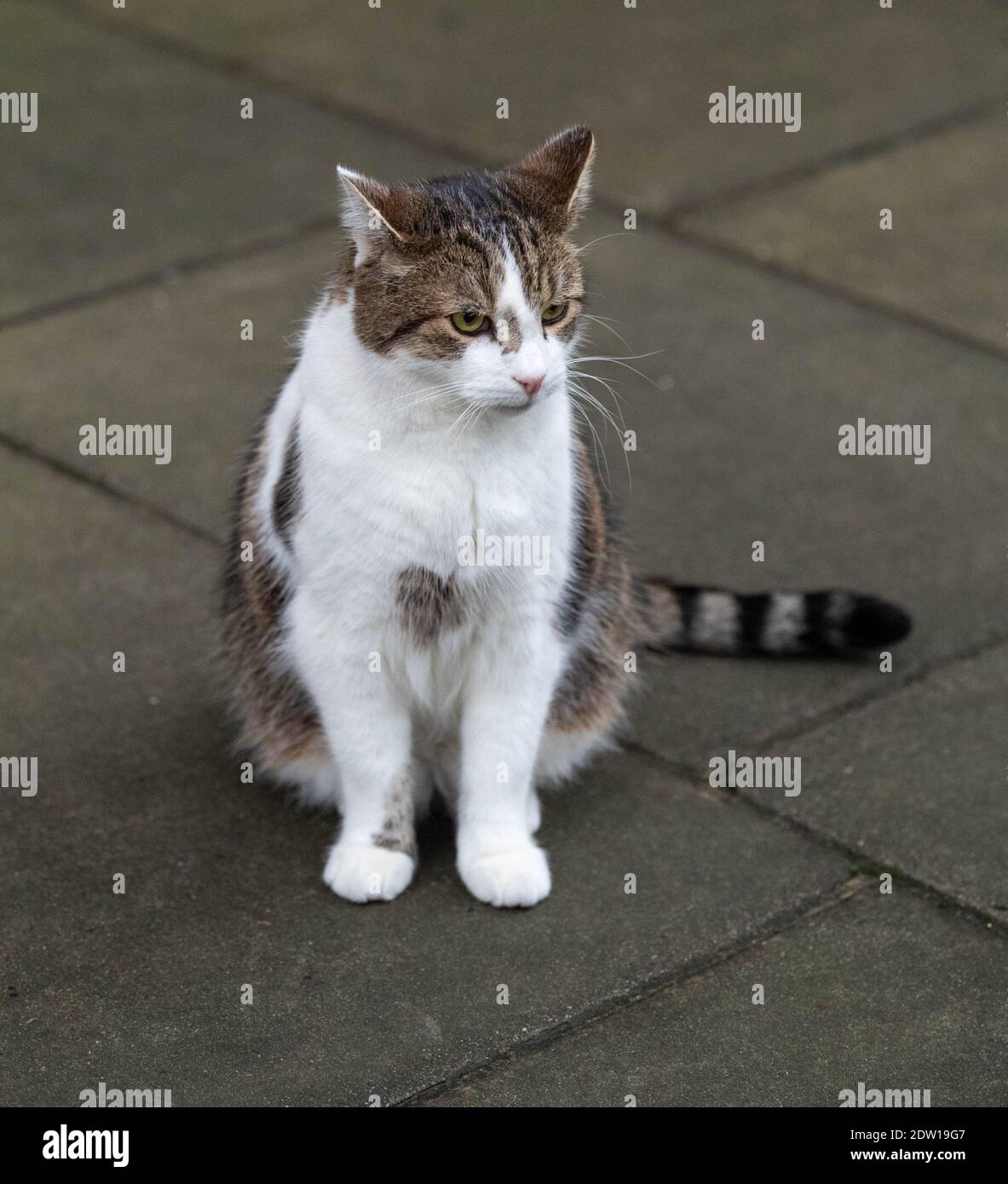 Downing Street, Londres Royaume-Uni à Noël, Larry, le chat de Downing Street Banque D'Images