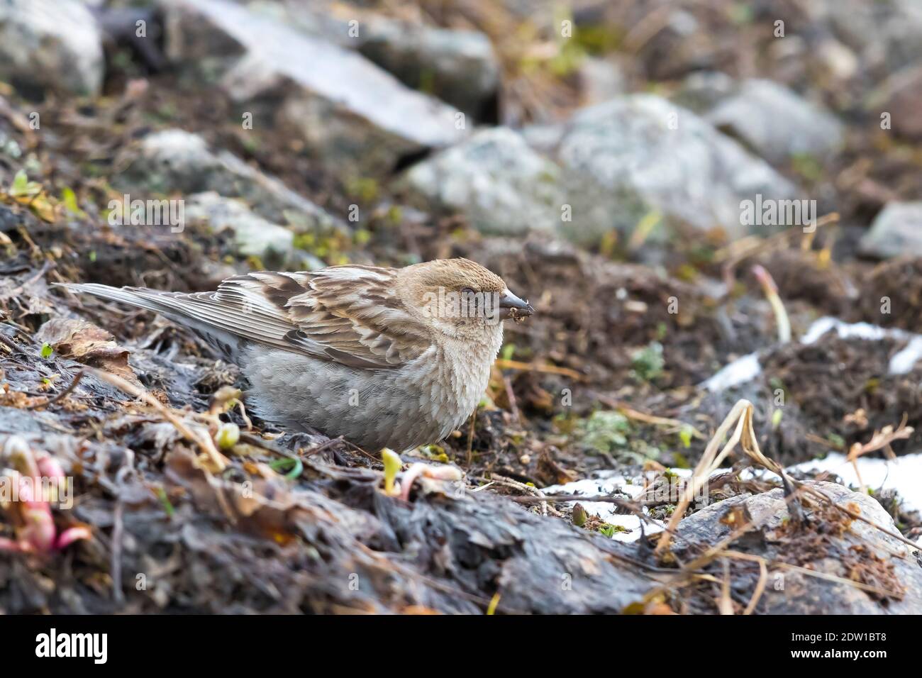 Montagne plaine ; Leucosticte nemoricola Finch altaica Banque D'Images