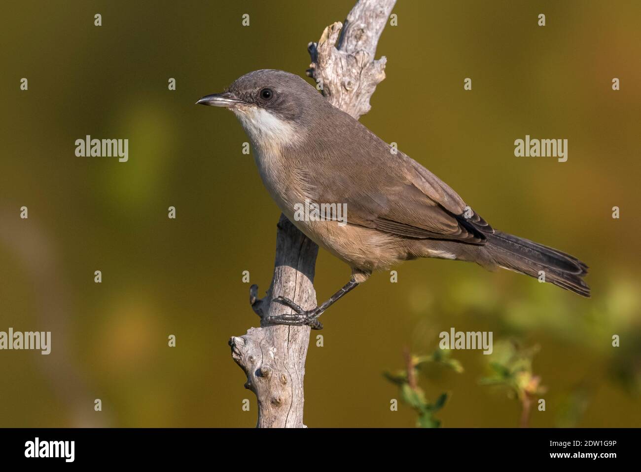 Première de l'hiver Western Orphean Warbler (Sylvia hortensis) Banque D'Images