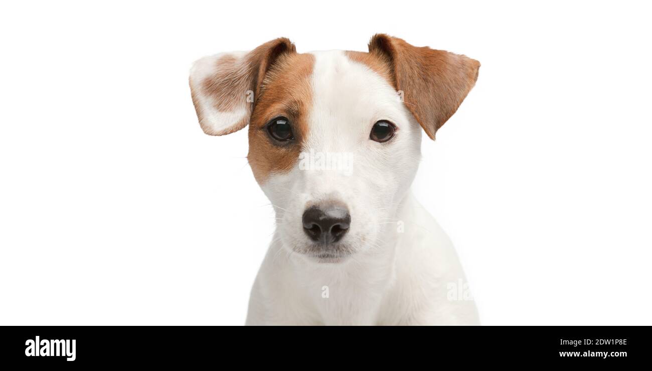 Portrait d'un chien triste sur fond blanc. Banque D'Images