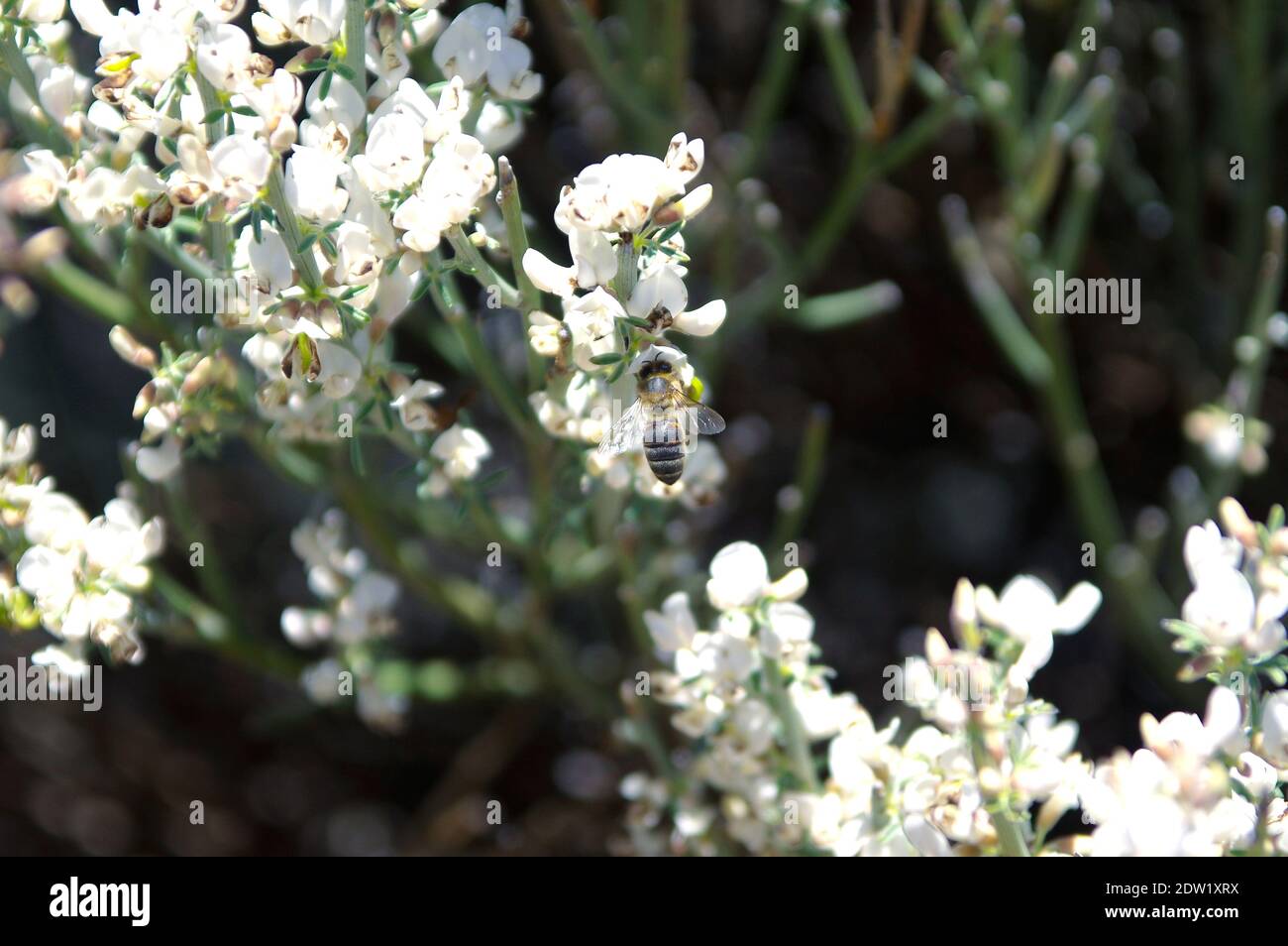 Abeille sur fleur Banque D'Images