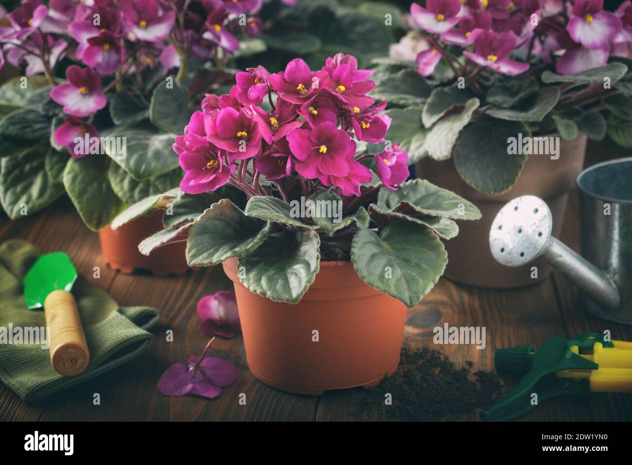 Fleurs de Saintpaulia en pot. Plantation de fleurs en pot et d'outils de jardin pour plantes en pot sur bois. Banque D'Images