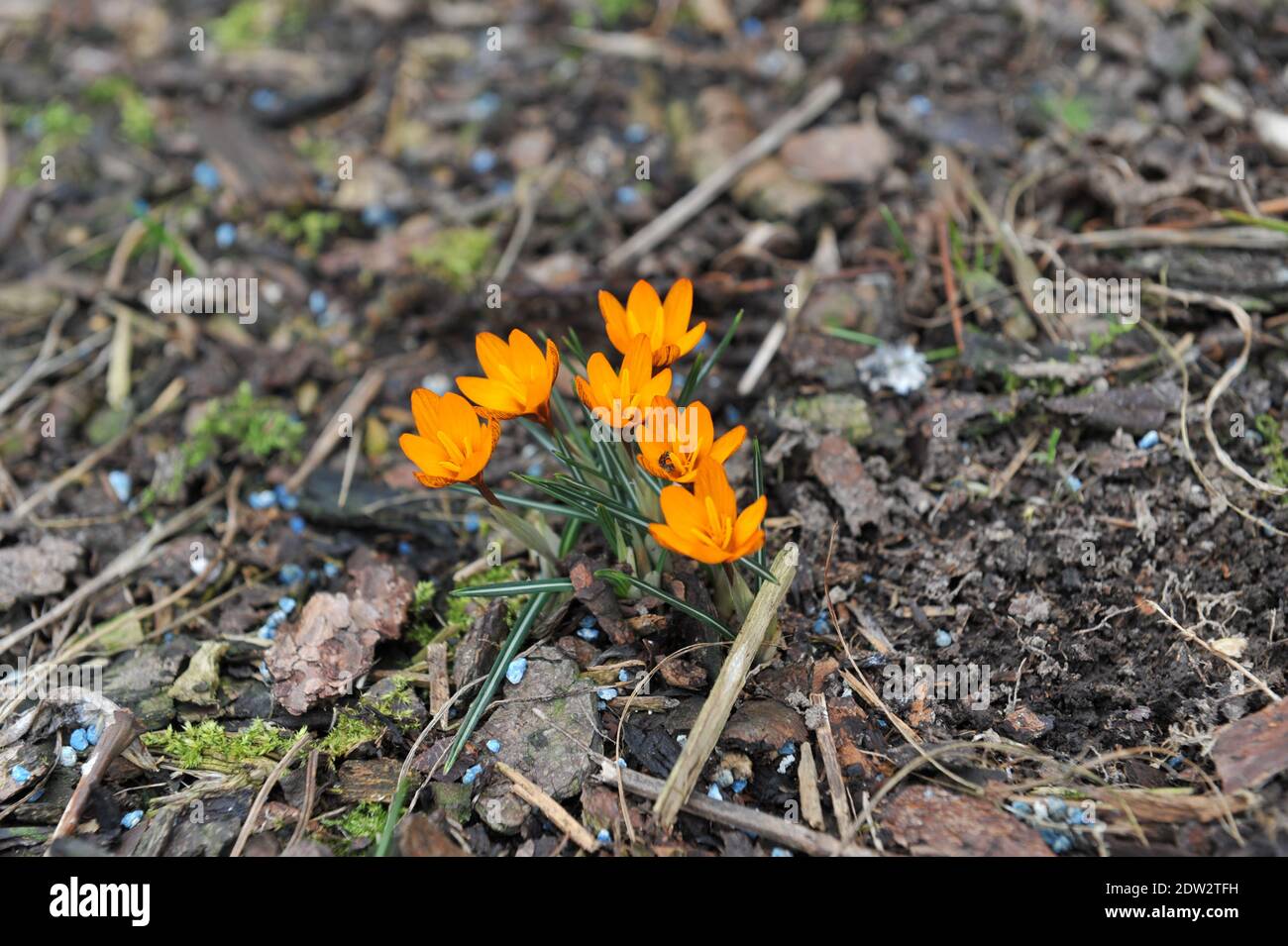 Crocus Orange Monarch fleurit dans un jardin en mars Banque D'Images