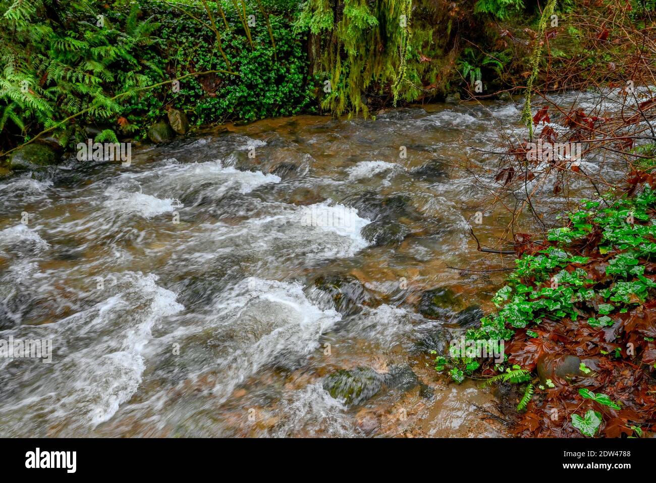 McKay Creek, Murdo Frazer Park, District de North Vancouver (Colombie-Britannique), Canada Banque D'Images